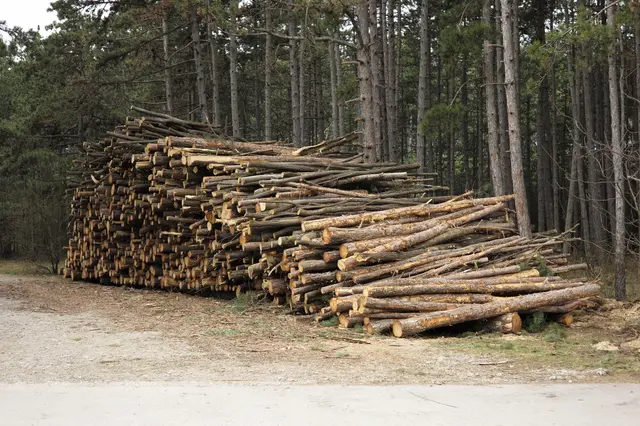 Der Föhrenwald an der B17 leidet immer noch
