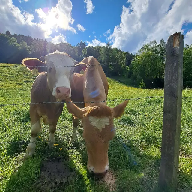 Am Radmeisterhof gibt es Kühe.  | Foto: Radmeisterhof