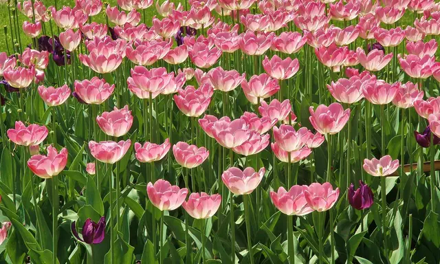 Tulpen | Foto: Josef Koller