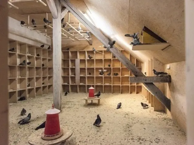 In etwa so sieht ein typischer Taubenschlag aus. | Foto: Symbolbild: Stadttaubenhilfe Österreich