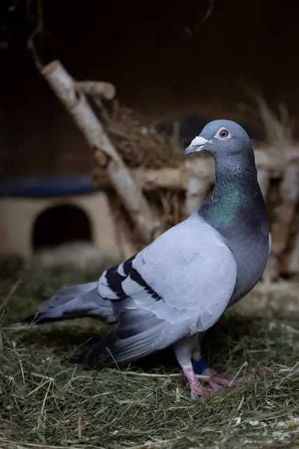 Der Österreichische Tierschutzverein fordert betreute Taubenschläge, artgerechte Fütterung und mehr Verständnis und Wissen für die verwilderten Tiere. | Foto: OeTV Bea Romstorfer