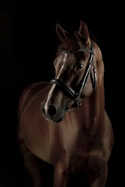 Großer Andrang bei Ausstellung begeisterte 400 Besucher
