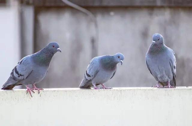 Das Fütterungsverbot in der Stadt Salzburg wird ebenfalls heiß diskuttiert.  | Foto: Symbolbild (Pixabay)