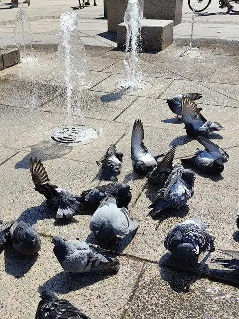 Die Tauben kühlen sich in der Stadt Salzburg im Sommer an öffentlichen Brunnen ab.