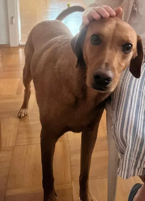 Treue Hundeaugen - Rexi sucht ein neues Zuhause. | Foto: Gollatz