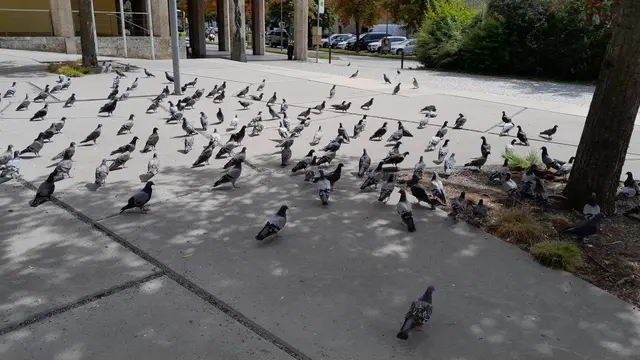 Tauben gehören zum Stadtbild von Salzburg dazu. Doch nicht jeder ist damit glücklich.   | Foto: Stadtgemeinde Hall in Tirol