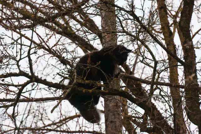 Eine trotzige Katze in Wels-Vogelweide widersetzte sich allen Rettungsversuchen der Feuerwehr. | Foto: laumat.at