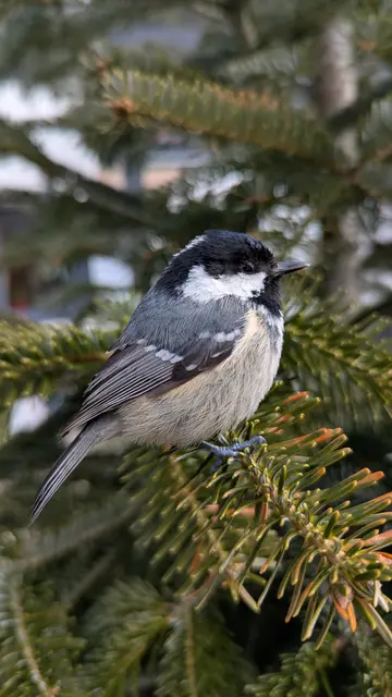 Auch für Vögel bieten die Frühblüher eine wichtige Nahrungsgrundlage. | Foto: Gudrun Felbinger