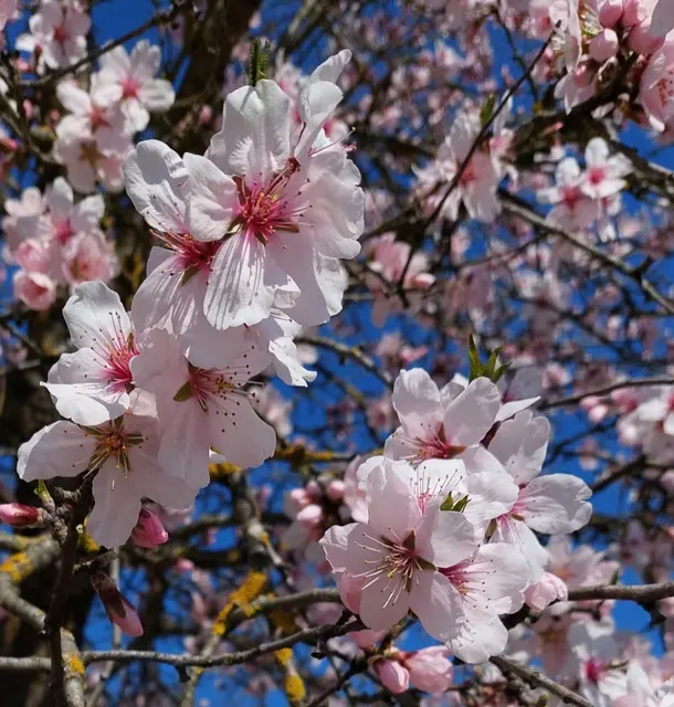Die Mandelbaumblüte in der Wachau