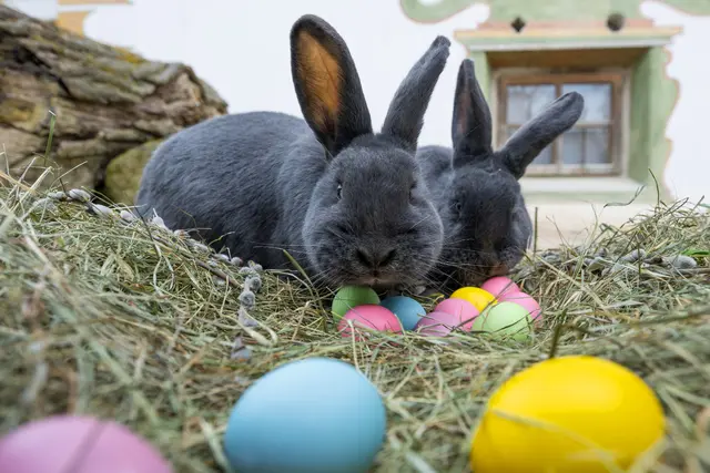 Im Tiergarten Schönbrunn erwartet Familien zu Ostern ein buntes Programm. | Foto: Daniel Zupanc