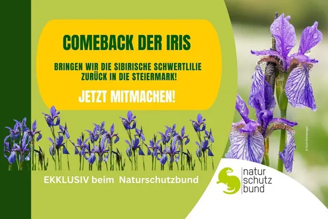 Comeback der Iris sibirica