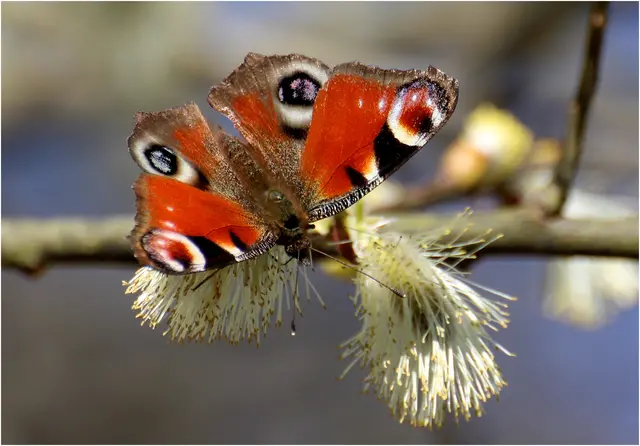 ..sind die Palmkätzchen, auch Schmetterlinge lieben sie /Tagpfauenauge | Foto: Gertrude Müller