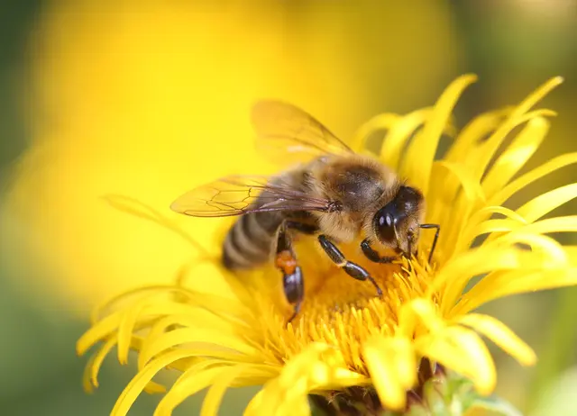 Frühblüher bieten Nektar und Pollen schon bevor andere Pflanzen überhaupt blühen. | Foto: pixabay