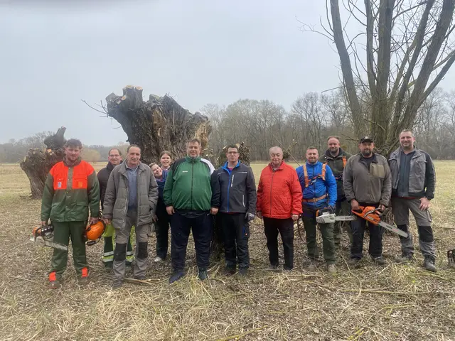 Rabensburgs Kopfweiden-Schnitt schafft Paradies für Eulen und Fledermäuse