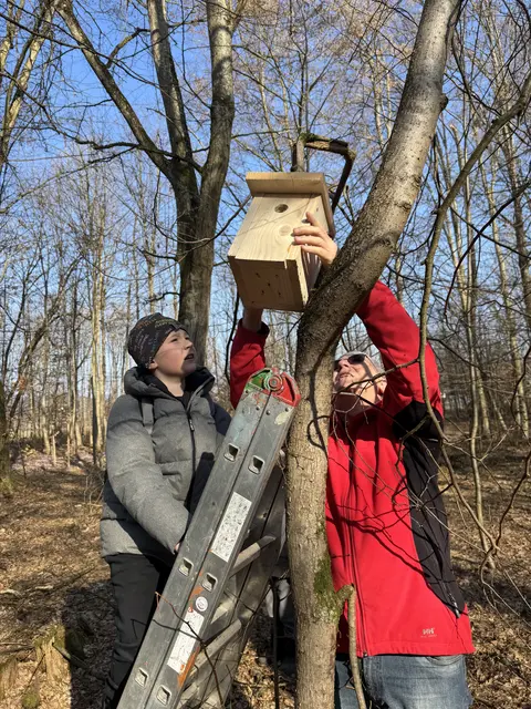 In der Marktgemeinde Wagna wurden rechtzeitig zu Frühlingsbeginn wiederum 100 Nistkästen montiert. | Foto: Marktgemeinde Wagna