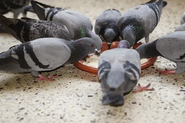 Vor allem frei fliegende Tauben erhöhen das Risiko einer Ansteckung. | Foto: Panthermedia /vinodpillai (Symbolbild)