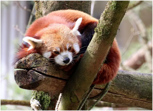 roter Panda/ Zoo Hellbrunn