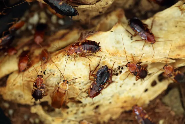 In einer Bäckerei wurden drei illegal Beschäftigte sowie massive hygienische Mängel festgestellt. (Symbolbild) | Foto: wrangel/Smarterpix