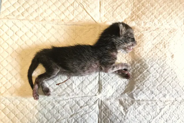 Illegal und grausam: Warum unkastrierter Freigang Folgen hat