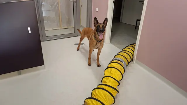 [Anzeige] Wie Schimmelspürhunde verborgene Gefahr in deinem Haus finden