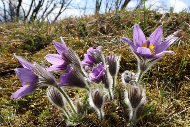Verein bemüht sich seit knapp 35 Jahren für das Kuhschellenschutzprojekt