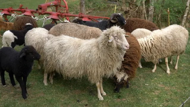 Rasenpflege-Schafe zum Ausleihen