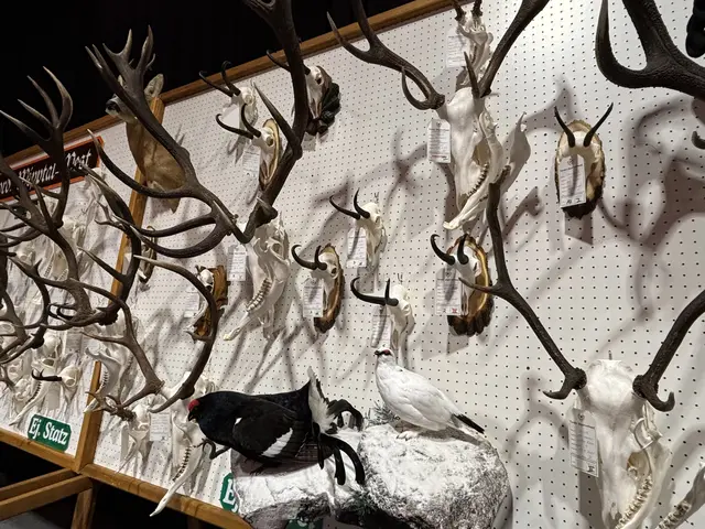 Die Trophäenschau zeigte einmal mehr die große Arbeit der Jägerschaft im Bezirk und die Bedeutung der Jagd für Natur, Wald und Kulturlandschaft. | Foto: © Georg Larcher / MeinBezirk.at