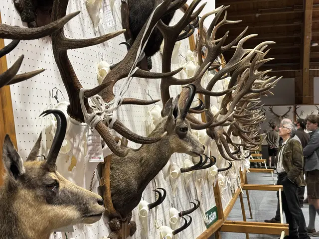Die Trophäenschau zeigte einmal mehr die große Arbeit der Jägerschaft im Bezirk und die Bedeutung der Jagd für Natur, Wald und Kulturlandschaft. | Foto: © Georg Larcher / MeinBezirk.at
