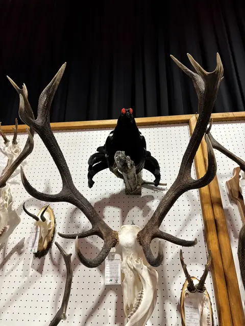 Die Trophäenschau zeigte einmal mehr die große Arbeit der Jägerschaft im Bezirk und die Bedeutung der Jagd für Natur, Wald und Kulturlandschaft. | Foto: © Georg Larcher / MeinBezirk.at
