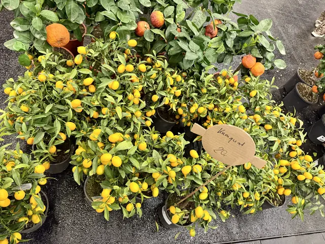 Essbare Kumquat