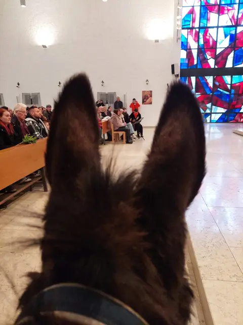 Impressionen: Palmsonntag in Linz - St. Peter