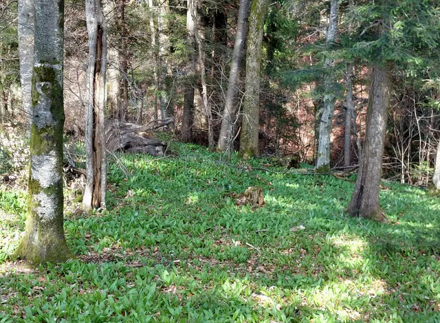 Jede Menge Bärlauch  | Foto: H.Bachinger