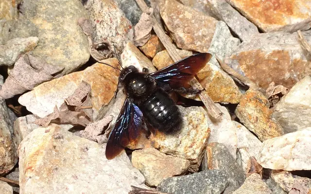 Die Holzbiene schillert blauschwarz ! | Foto: Rudolf Sturmlechner