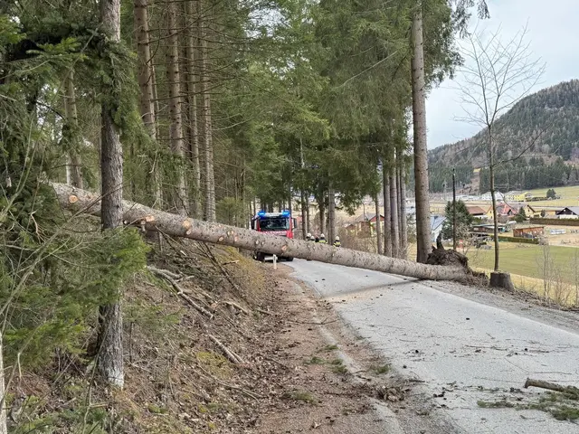 Umgestürzte Bäume mussten beseitigt werden. | Foto: Feuerwehren Mariahof