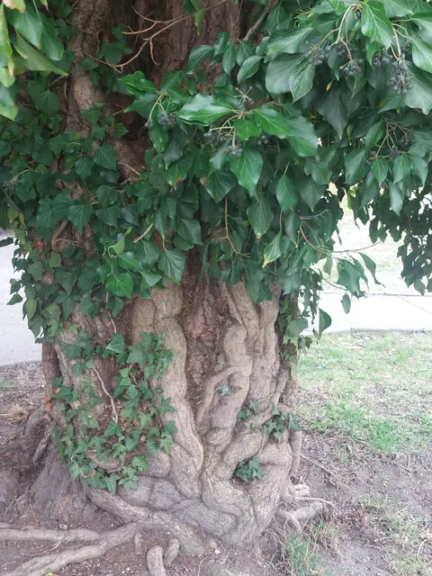 Verzwickte Natur | Foto: Dr. Peter Föller