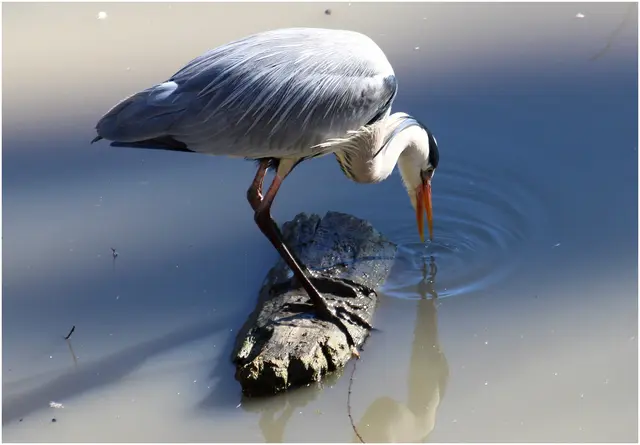 ... Hauptsache die Beine bleiben trocken ;-))/Graureiher 