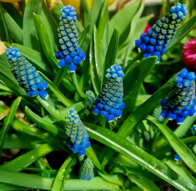 Traubenhyazinthen | Foto: Manuela Jeindl