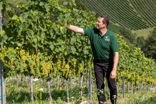 [Anzeige] Fast 100 Jahre alte Weinkellerei Peter Panitsch zeigt ihre Vielfalt