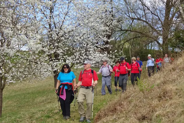 Der Alpenverein Hitzendorf lädt zur 36. Kirschblütenwanderung. | Foto: Alpenverein