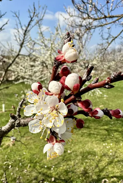 Marillenblüte | Foto: Philipp Hödl