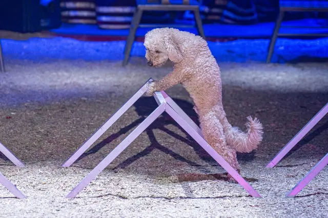 Foto: Cirkus Frankello