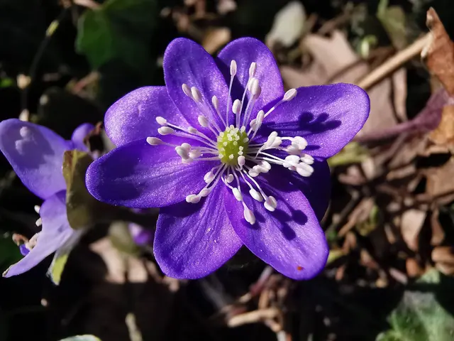 Zartes Leberblümchen überzeugt die Community