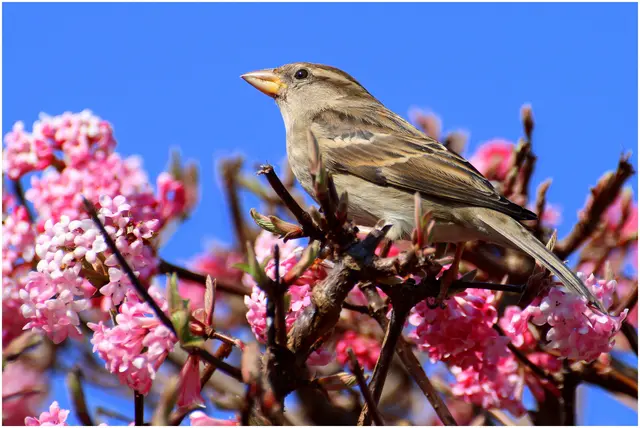 das Spatzenmädchen genießt den Duftschneeball 