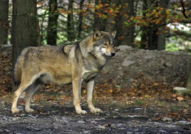 Auf EU-Ebene erfolgte 2025 eine Herabstufung des Schutzstatus für Wölfe. Trotzdem bleibt das Wildtier nach Berner Konvention und Flora-Funa-Habitat-Richtlinie (FFH) eine geschützte Art. (Symbolfoto) | Foto: Pixabay