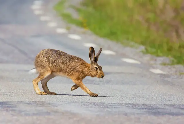 Mehr als 4.200 Wildtiere wurden in Kärnten durch den Straßenverkehr tödlich verletzt (Jagdjahr 2024/2025). (Symbolfoto) | Foto: stock.adobe.com/at/ svenaw