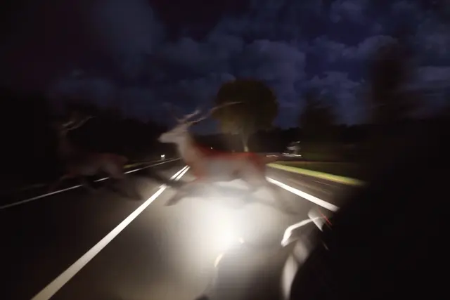 Ein 46-Jähriger soll mit seinem Pkw auf der Karnburger Straße mehreren Rehen ausgewichen sein, die dort die Fahrbahn querten. (Symbolfoto) | Foto: stock.adobe.com/at/ ambrozinio 