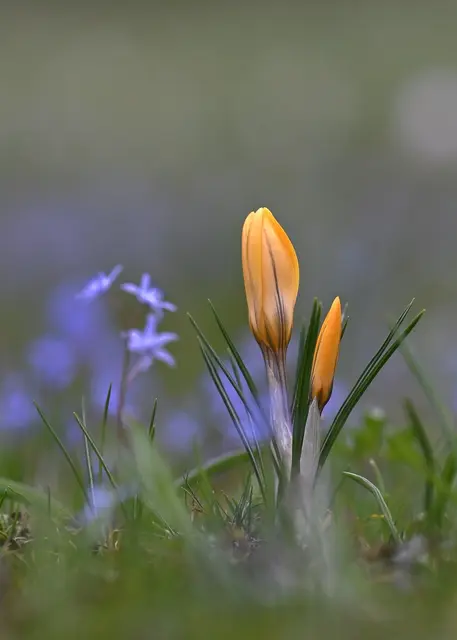 Krokus | Foto: Silvia Jörg