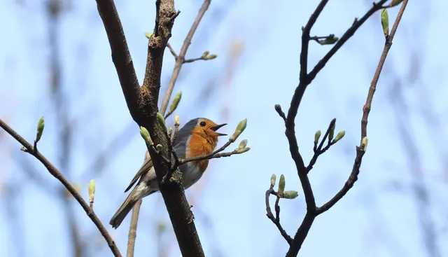 Singendes Rotkehlchen | Foto: Brigitte Schweda