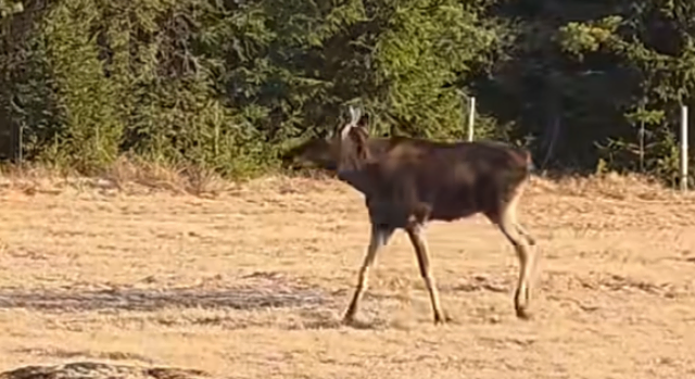Foto: Screenshot/WeLoveSumava/Facebook