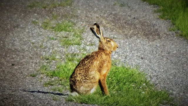 Der Hase gilt seit der Antike als Frühlingsbote und ... | Foto: © Silvia Plischek